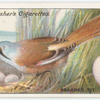 Bearded tit.