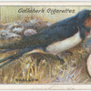Swallow.