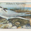 Sandwich tern.