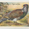 Capercaillie.