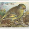 Greenfinch.