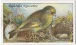 Greenfinch.