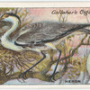 Heron.