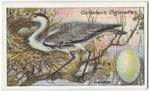 Heron.