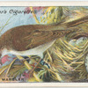 Marsh warbler.