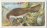 Marsh warbler.