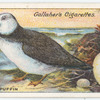 Puffin.