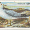 Common gull.