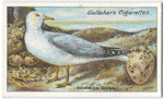 Common gull.