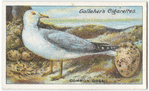 Common gull.