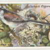 Long-tailed tit.