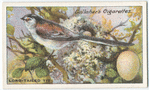 Long-tailed tit.