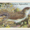 Garden warbler.