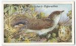 Garden warbler.