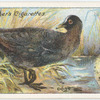 Coot.