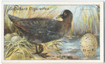Coot.