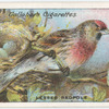 Lesser redpole.