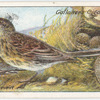 Meadow pipit.