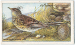 Meadow pipit.
