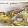 Siskin.