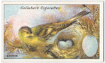 Siskin.