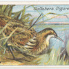 Bittern.