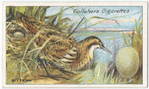 Bittern.
