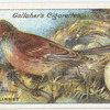 Brown linnet.
