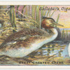 Great crested grebe.