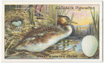 Great crested grebe.