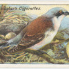 Red-backed shrike.