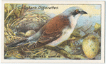 Red-backed shrike.