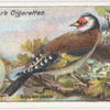 Goldfinch.