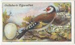 Goldfinch.