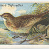 Rock pipit.