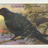 Crow.