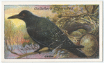 Crow.