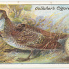 Woodcock.