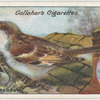 House sparrow.