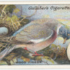 Wood pigeon.