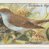 Nightingale.
