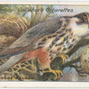 Hobby falcon.