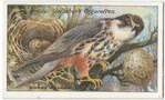 Hobby falcon.