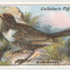 Ring-ouzel.