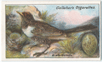 Ring-ouzel.