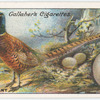 Pheasant.