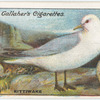 Kittiwake.