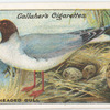 Black-headed gull.