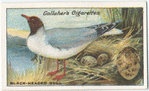 Black-headed gull.