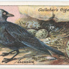 Jackdaw.